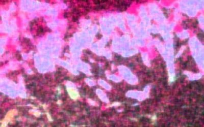 Transatlantic cooperation – Heritage Science Workshop on SEM/Microanalysis – Online on December 14-16, 2022